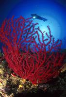 Croatia Diving: Red Gorgoania